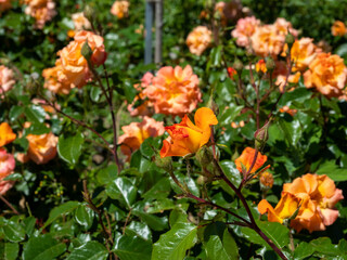 Beautiful orange rose in the park.