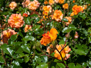 Obraz na płótnie Canvas Beautiful orange rose in the park.