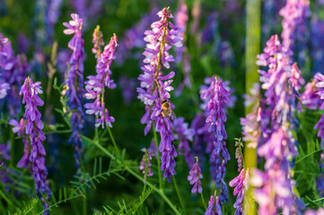 bee on purple flowers in a meadow
