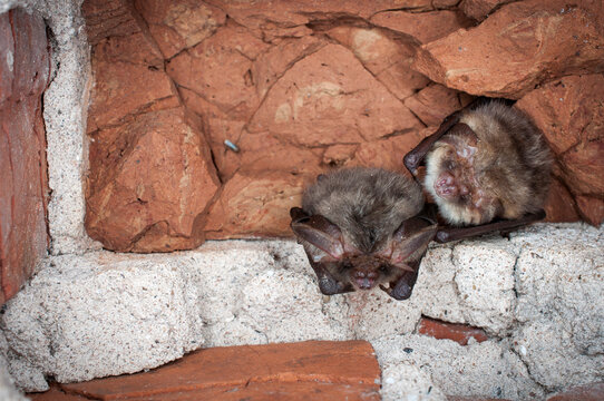 The brown long-eared bat or common long-eared bat (Plecotus auritus) 