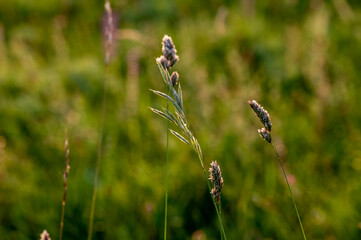 summer meadow, shallow depth of field