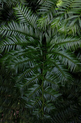 Naklejka na ściany i meble green palm leaf