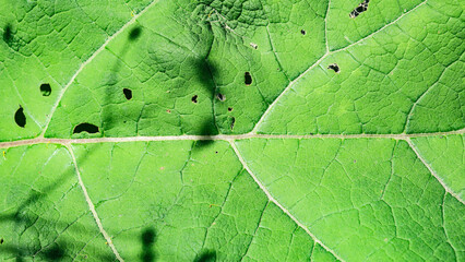 Texture of large green burdock leaves