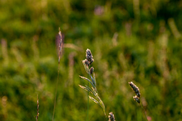 summer meadow, shallow depth of field