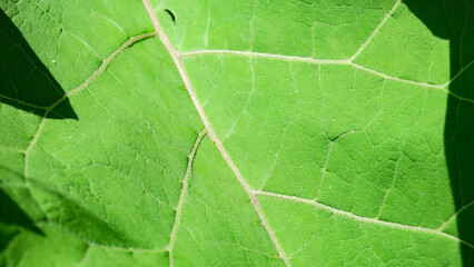 Texture of large green burdock leaves