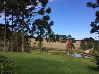 Obraz premium Araucaria in the mountains with lake