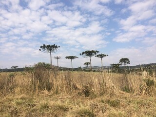 Araucaria in the Sierra