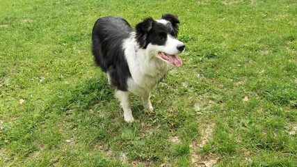 Happy border collie at green grass. Dog training. Play game outdoor. Black dog active. Park competition. Playful pet
