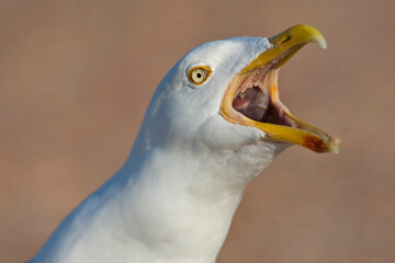 Zilvermeeuw, Herring Gull, Larus argentatus © AGAMI