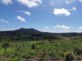 Obraz premium vineyard