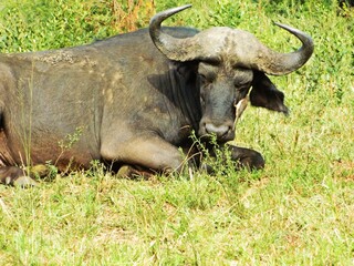 Buffalo in the Game Reserve