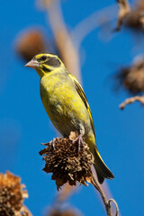 Himalayagroenling, Yellow-breasted Greenfinch, Chloris spinoides