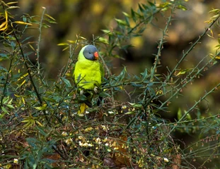 Fototapeten Grijskopparkiet, Himalayan Parakeet, Slaty-headed Parakeet, Psittacula himalayana © AGAMI