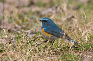 Himalayan Red-flanked Bluetail, Himalaya Blauwstaart, Tarsiger rufilatus