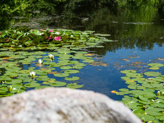 Blooming lilies on the pond.
