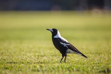 Magpie in a football pitch in golden hour, sunset