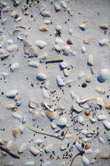 Fullframe photo of the seashells on the coast of Atlantic Ocean
