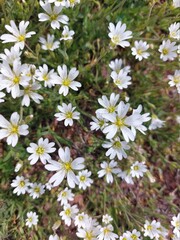 Obraz premium Cerastium fontanum, also called&nbsp;mouse-ear chickweed,&nbsp;common mouse-ear, or&nbsp;starweed