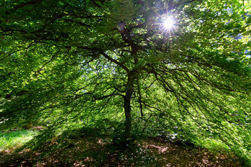 Dwarf beech foliage in Verzy forest. Reims mountain Regional Nature Park
