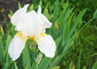 Naklejka na ściany i meble Blooming white iris. Candid.