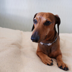 Portrait of a dachshund