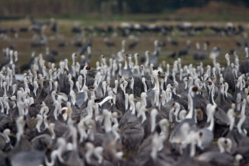 Monnikskraanvogel, Hooded Crane, Grus monacha