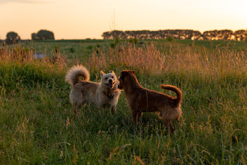 two dogs playing in a field at sunset