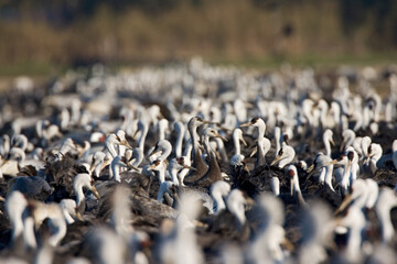 Hooded Crane, Monnikskraanvogel, Grus monacha