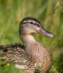 female mallard duck portrait friendly cute