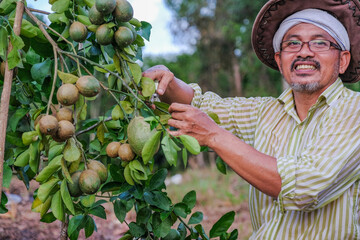 A senior farmer pruning leaves  of lemon tree with the help of cutters  green lime  tree.