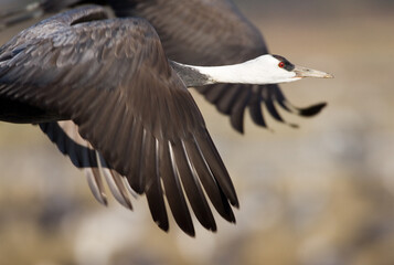 Hooded Crane, Monnikskraanvogel, Grus monacha