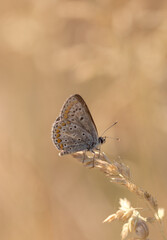 Fototapeta na wymiar beautiful brown butterfly in summer meadow