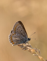 common blue butterfly macro summer bokeh brown 