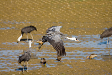 Hooded Crane, Monnikskraanvogel, Grus monacha