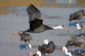 Hooded Crane, Monnikskraanvogel, Grus monacha