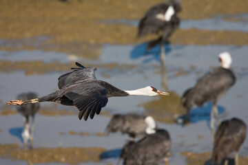 Hooded Crane, Monnikskraanvogel, Grus monacha