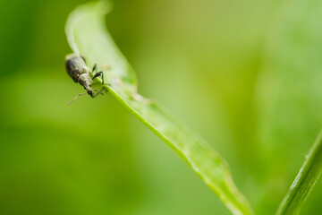 beetle on a green leaf