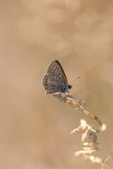 Common blue butterfly in brown meadow dreamy scenery