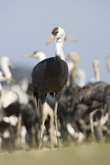 Hooded Crane, Monnikskraanvogel, Grus monacha