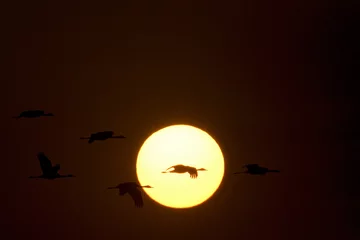 Fotobehang Hooded Crane, Monnikskraanvogel, Grus monacha © AGAMI