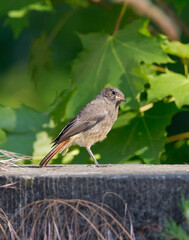 young red start bird sitting on wall