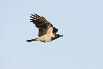 Fototapeta premium Bonte Kraai, Hooded Crow, Corvus cornix