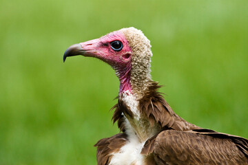 Kapgier  Hooded Vulture  Necrosyrtes monachus © AGAMI