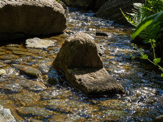 small forest stream among stones