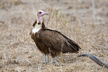 Kapgier, Hooded Vulture, Necrosyrtes monachus
