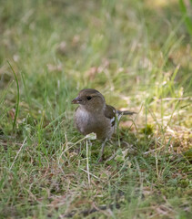 Brown bird sitting in green grass