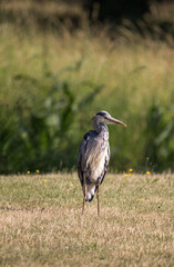 Grey heron standing in summer flower meadow 