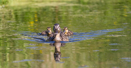 Mallard duck family with offspring cute baby chicks on pond