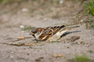 Fototapeten House Sparrow, Huismus, Passer domesticus © AGAMI