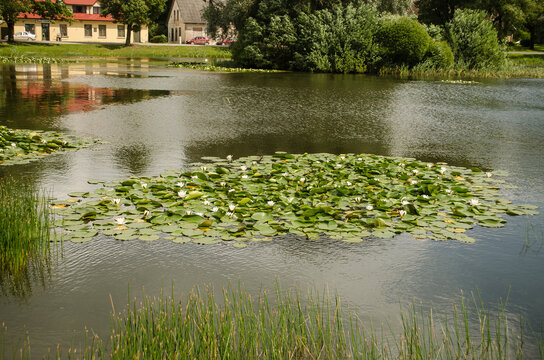 Pond with water lilies in Kabile village, Latvia.
